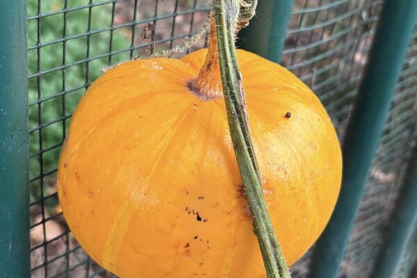 Opvallende pompoen-vondst in Kruisem