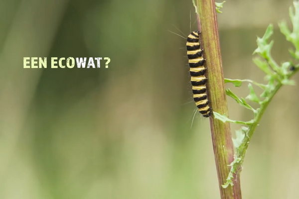 Biodiversiteit