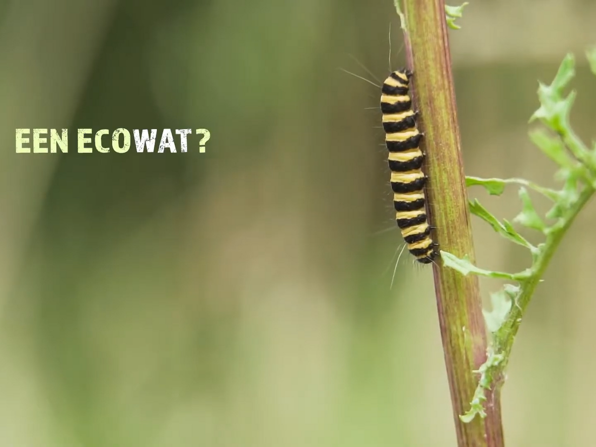 Biodiversiteit