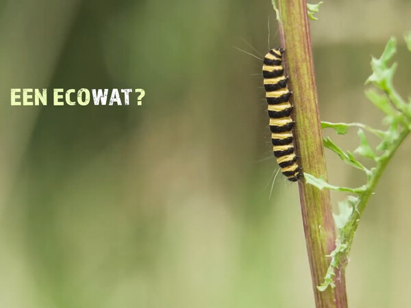 Biodiversiteit