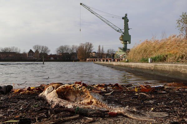 Finding Harmony in a Plastic World