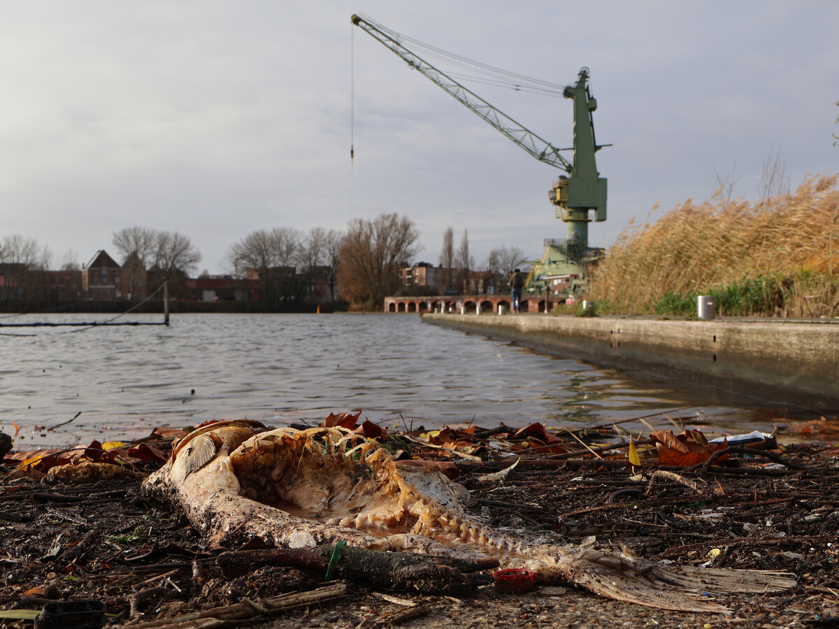 Finding Harmony in a Plastic World