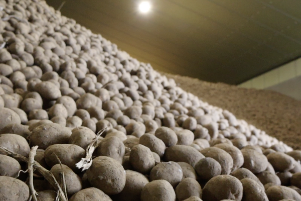 First Signs of Hope as Belgian Potato Sector Moves Toward Solutions