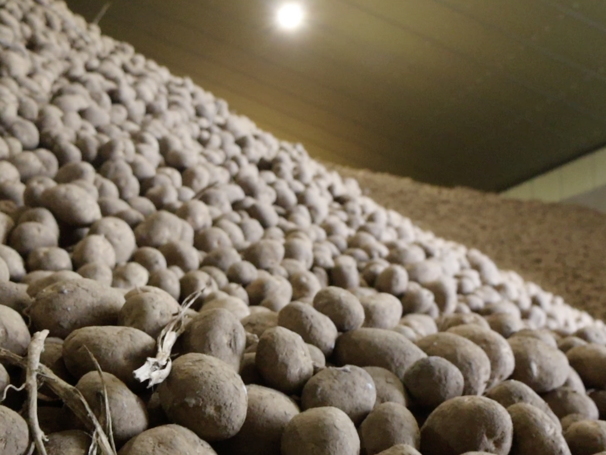First Signs of Hope as Belgian Potato Sector Moves Toward Solutions
