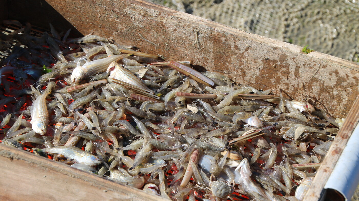 Stefaan picks out the bycatch.
