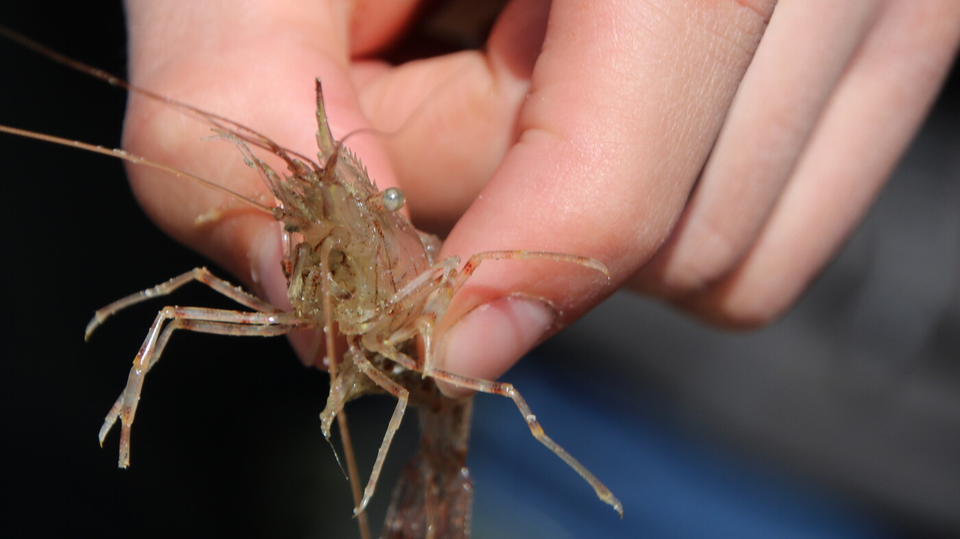 Shrimp close up