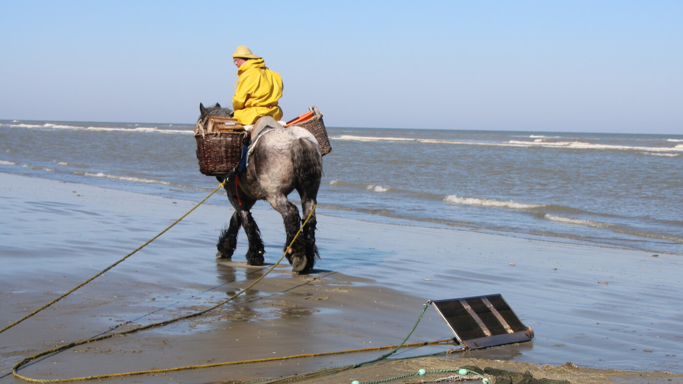 Stefaan riding his horse into the waves, dragging nets behind him.