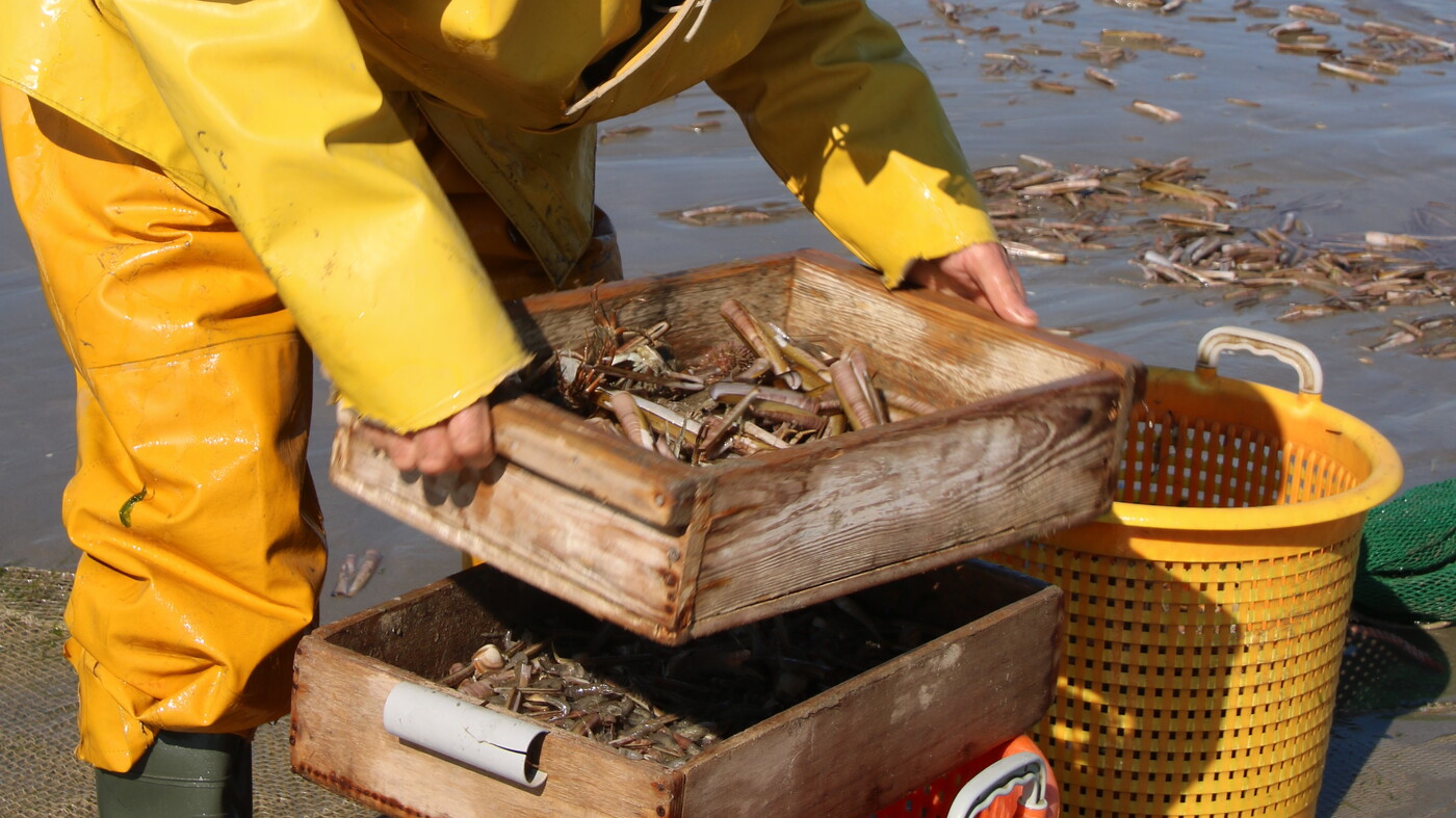 Stefaan sorts the shrimp.