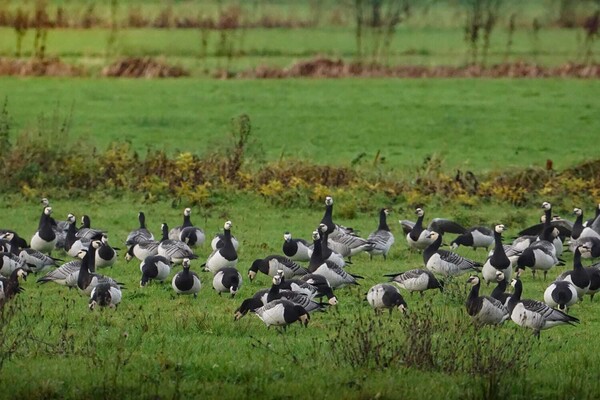 As bird flu spreads across U.S. and Belgium, birdwatcher warns of climate connection