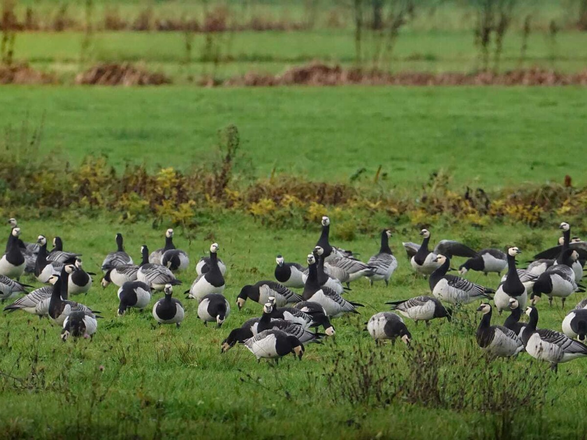 As bird flu spreads across U.S. and Belgium, birdwatcher warns of climate connection
