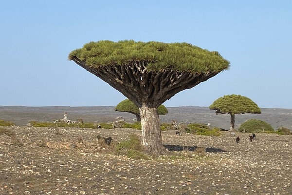 Djinns, drakenbloed en honderden geiten: dit is Socotra