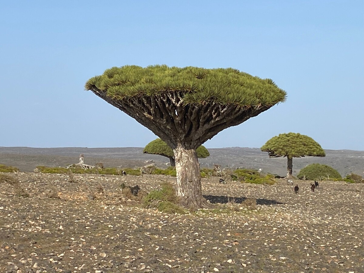 Djinns, drakenbloed en honderden geiten: dit is Socotra