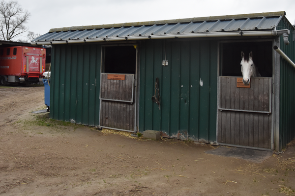 Manege Dravershof sluit de deuren: “Ik weet echt niet waar al die paarden naartoe kunnen”