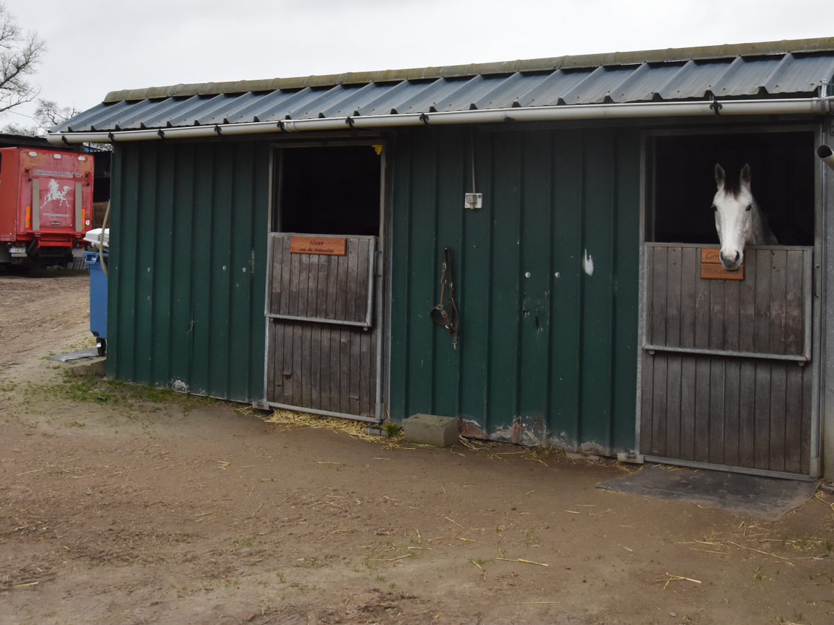 Manege Dravershof sluit de deuren: “Ik weet echt niet waar al die paarden naartoe kunnen”