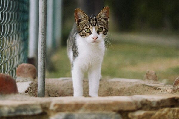 Nederlandse zwerfkatten zetten Vlaamse grensasielen onder druk