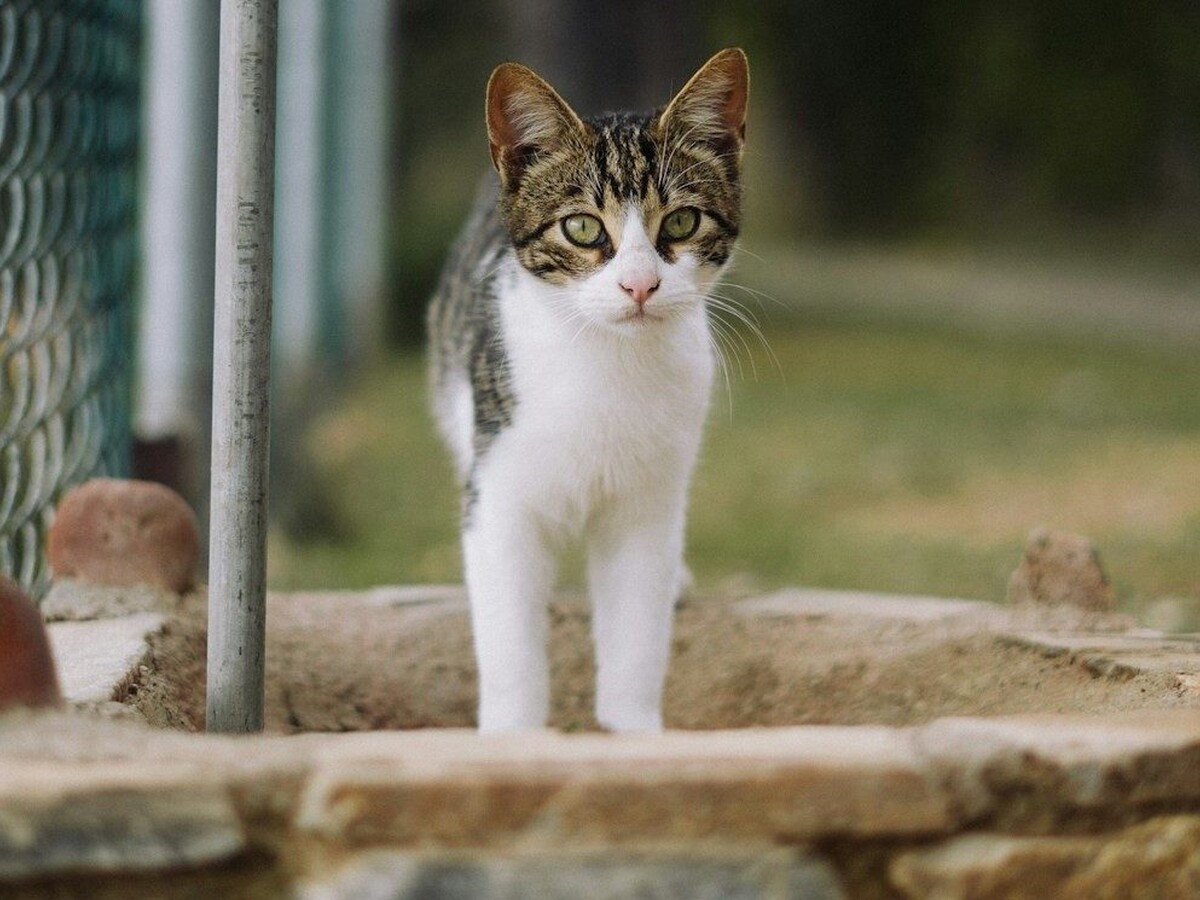 Nederlandse zwerfkatten zetten Vlaamse grensasielen onder druk