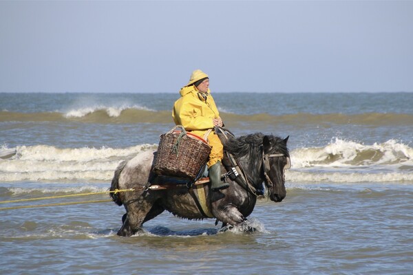 Riding the tide: Belgium’s last horseback shrimp fishers