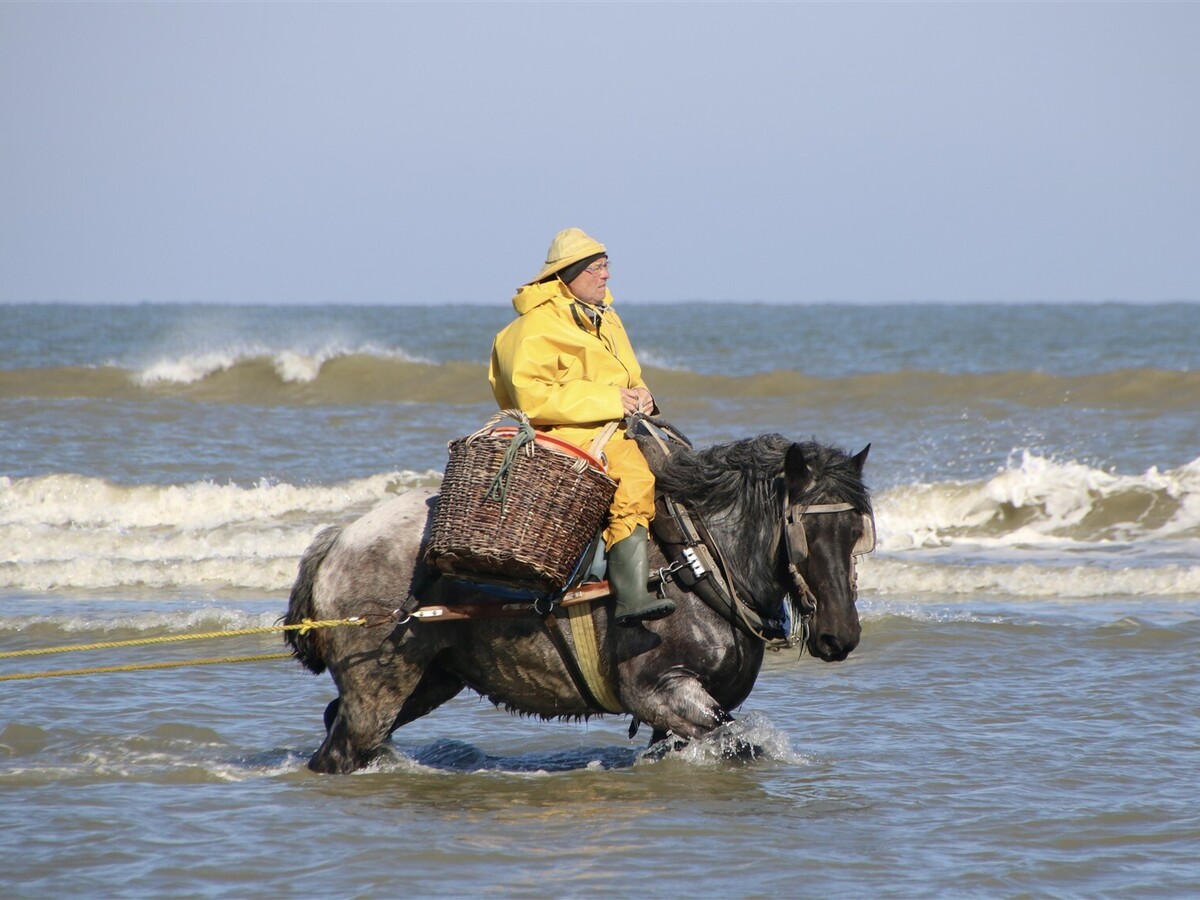 Riding the tide: Belgium’s last horseback shrimp fishers