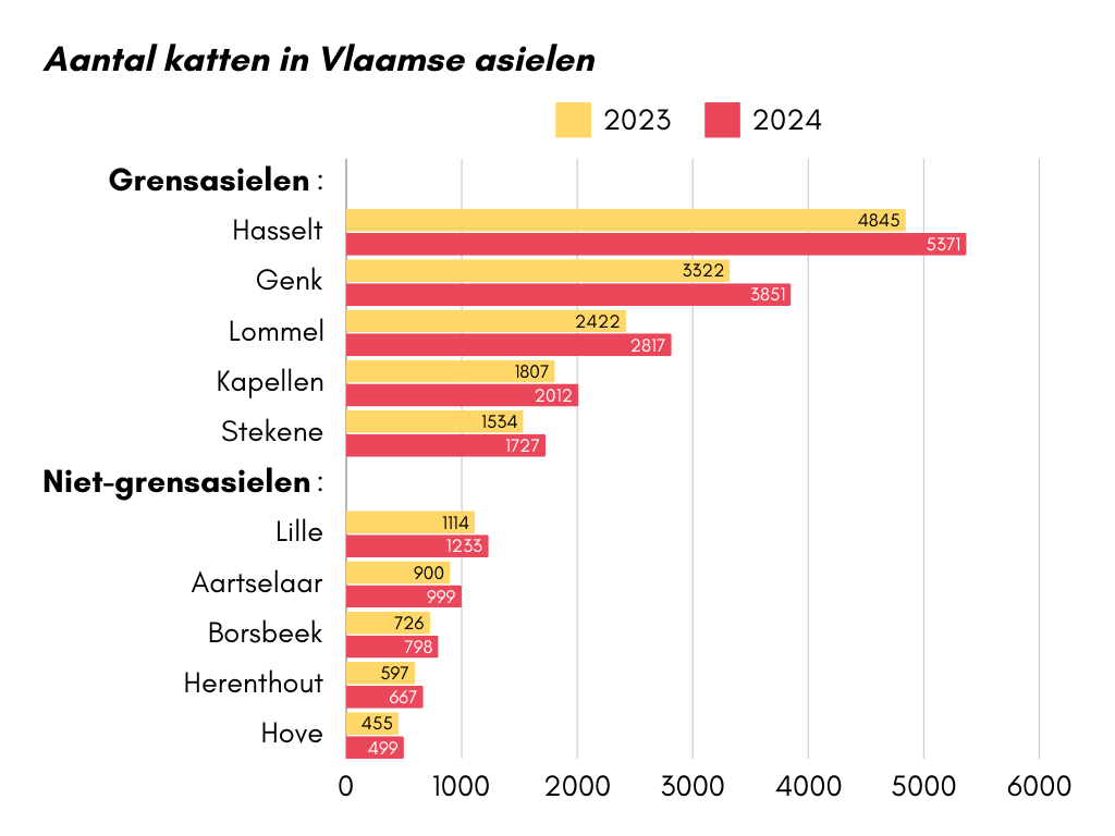 Aantal katten in Vlaamse asielen in 2023 en 2024