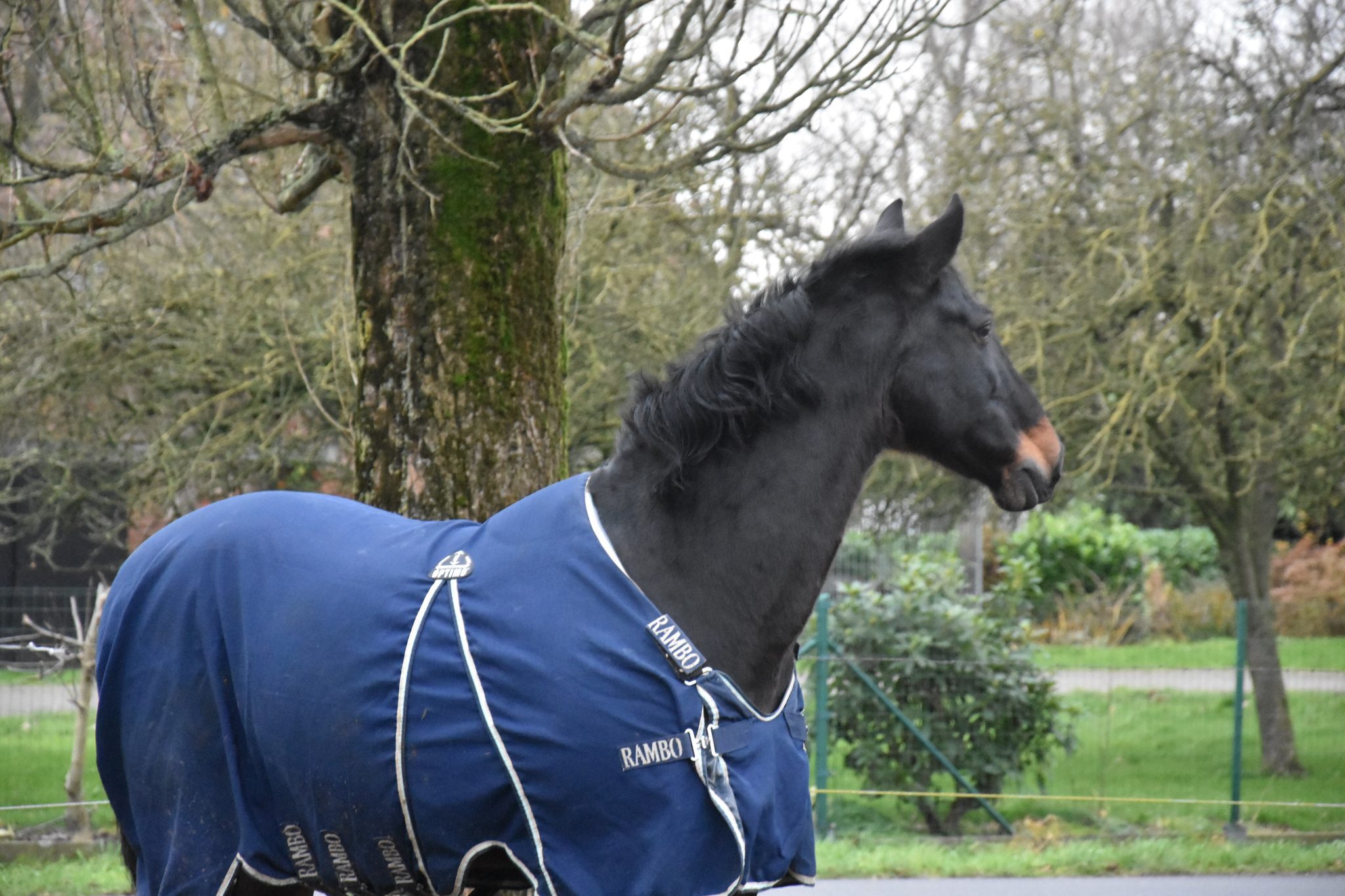 Een paard op de wei naast manege Dravershof (foto: Jana Van Impe)