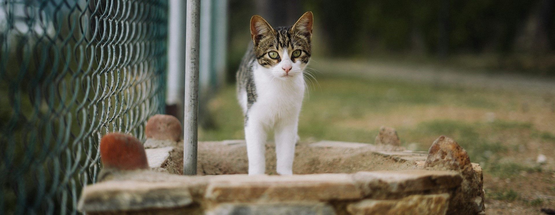 Nederlandse zwerfkatten zetten Vlaamse grensasielen onder druk